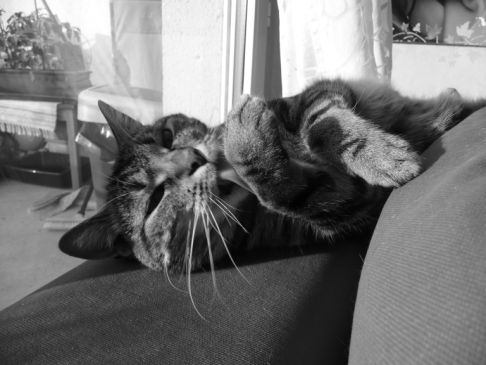 Picture of a cat / kitten / feline