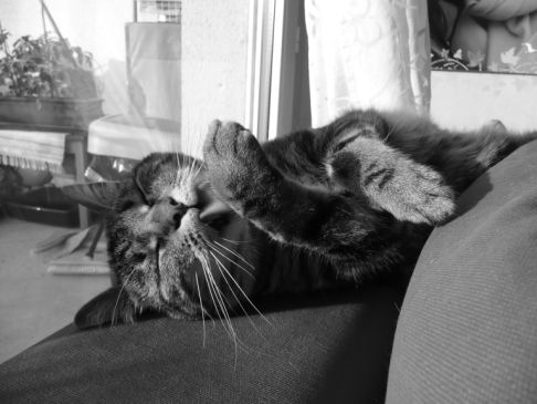 Picture of a cat / kitten / feline