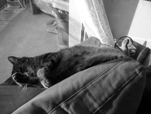 Picture of a cat / kitten / feline