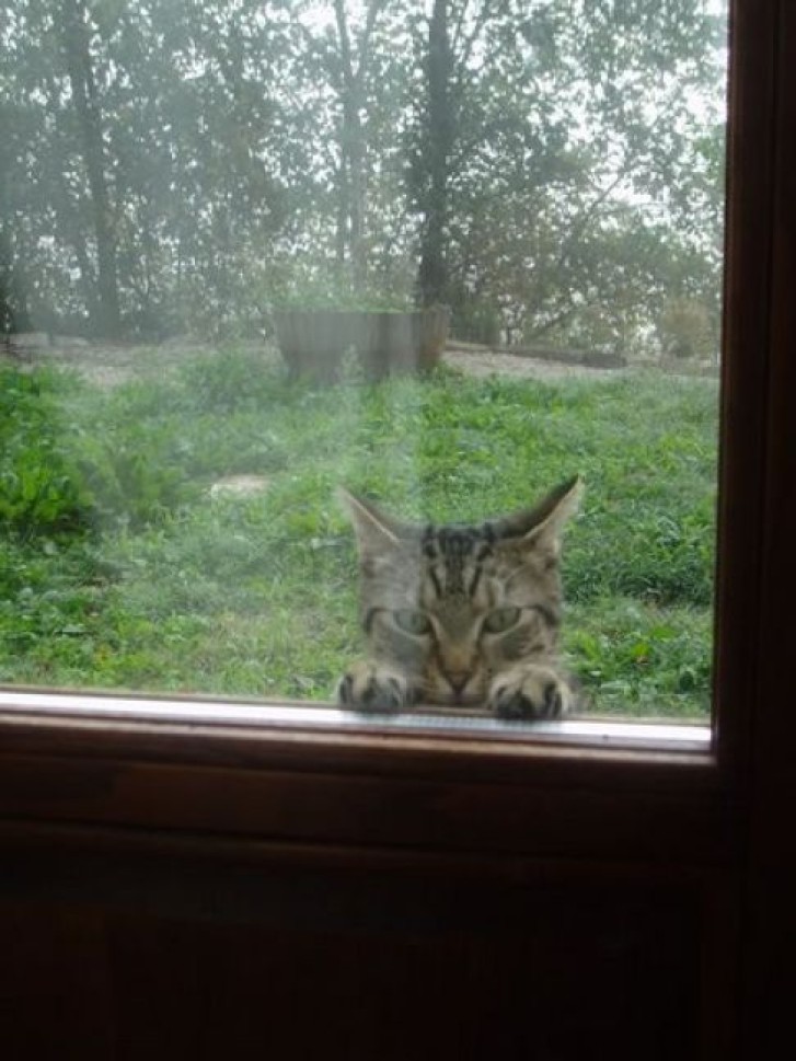 Picture of a cat / kitten / feline