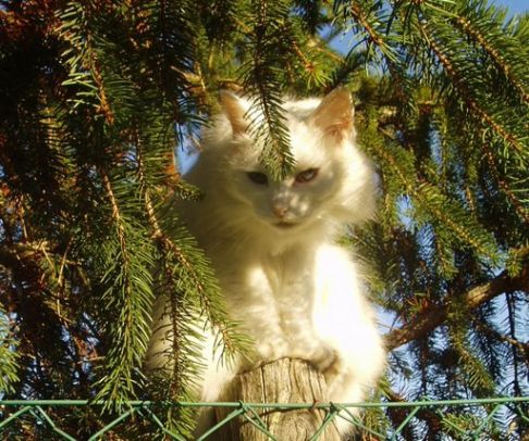 Picture of a cat / kitten / feline