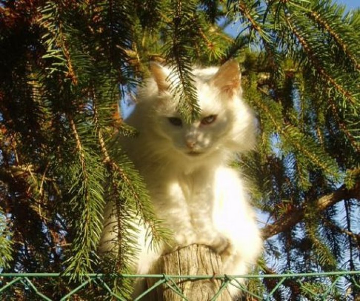 Picture of a cat / kitten / feline