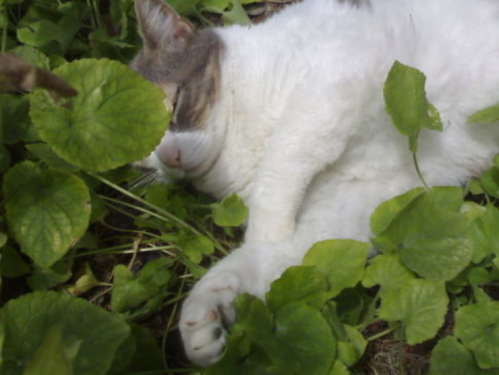 Picture of a cat / kitten / feline