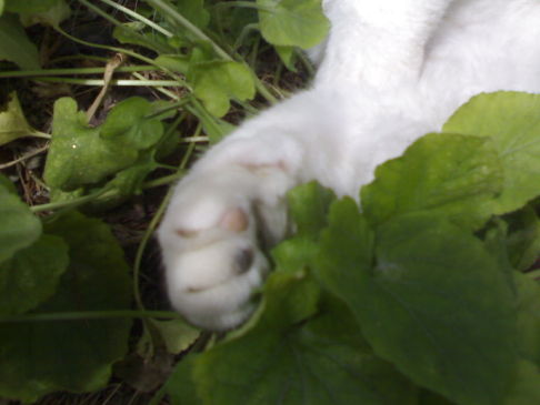 Picture of a cat / kitten / feline