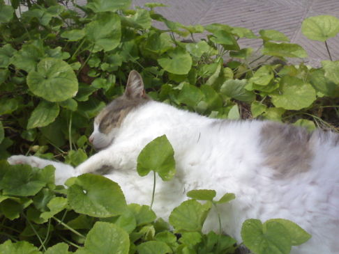 Picture of a cat / kitten / feline