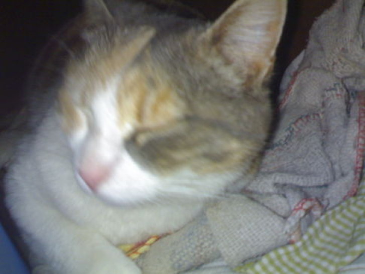 Picture of a cat / kitten / feline