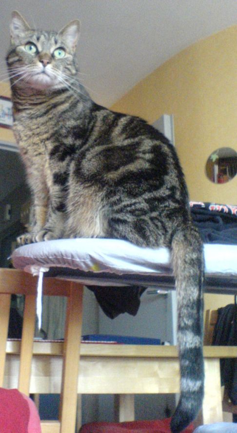 Picture of a cat / kitten / feline