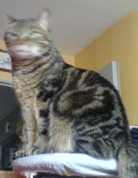 Picture of a cat / kitten / feline