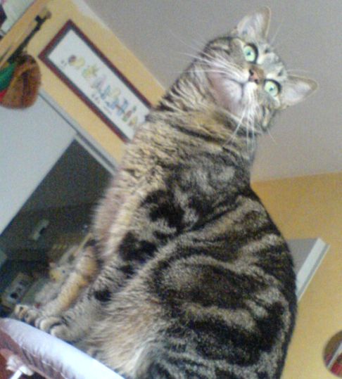 Picture of a cat / kitten / feline