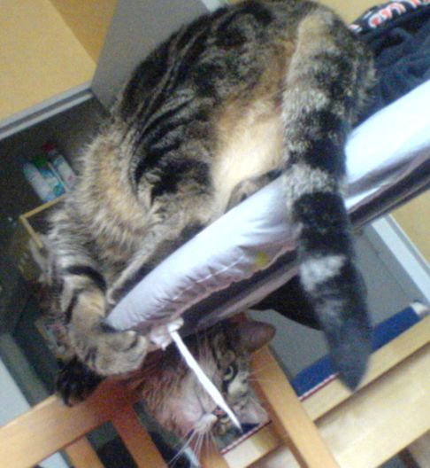 Picture of a cat / kitten / feline