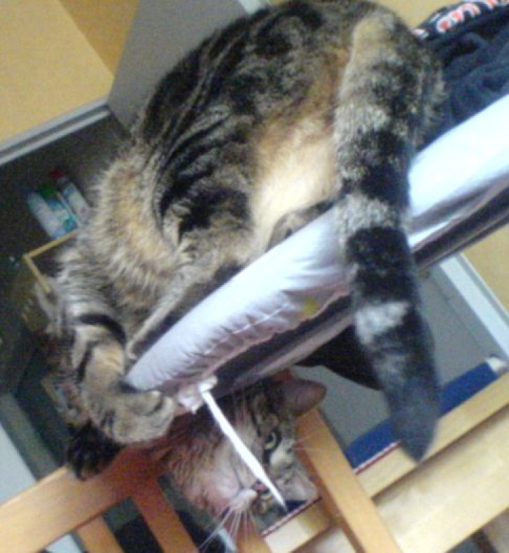 Picture of a cat / kitten / feline