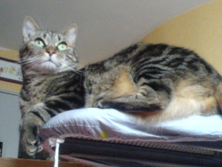 Picture of a cat / kitten / feline