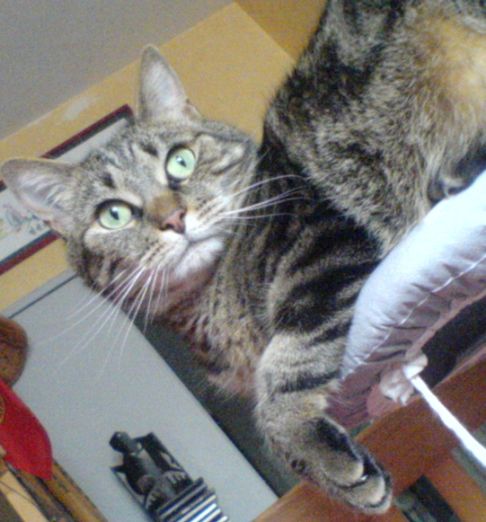 Picture of a cat / kitten / feline