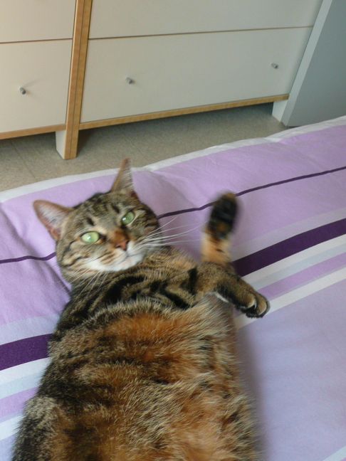 Picture of a cat / kitten / feline