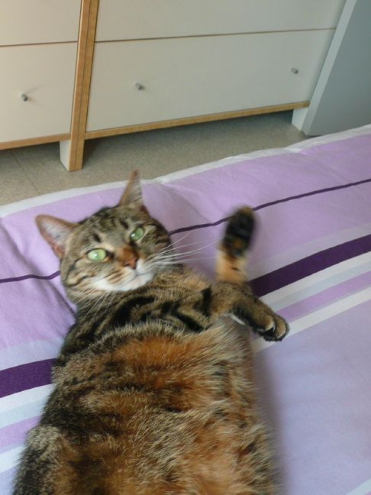 Picture of a cat / kitten / feline