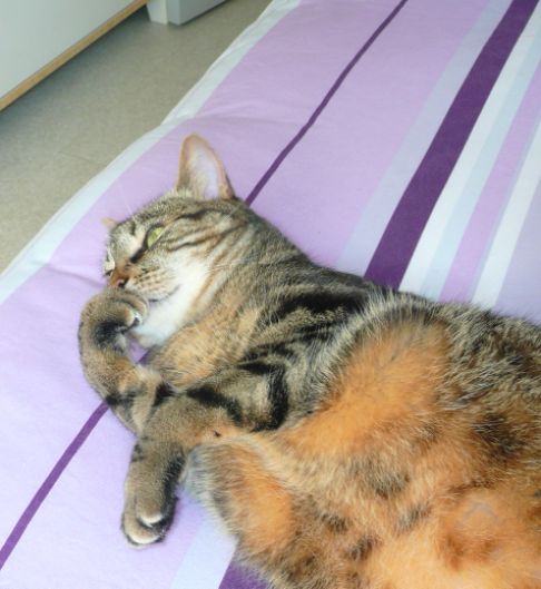 Picture of a cat / kitten / feline