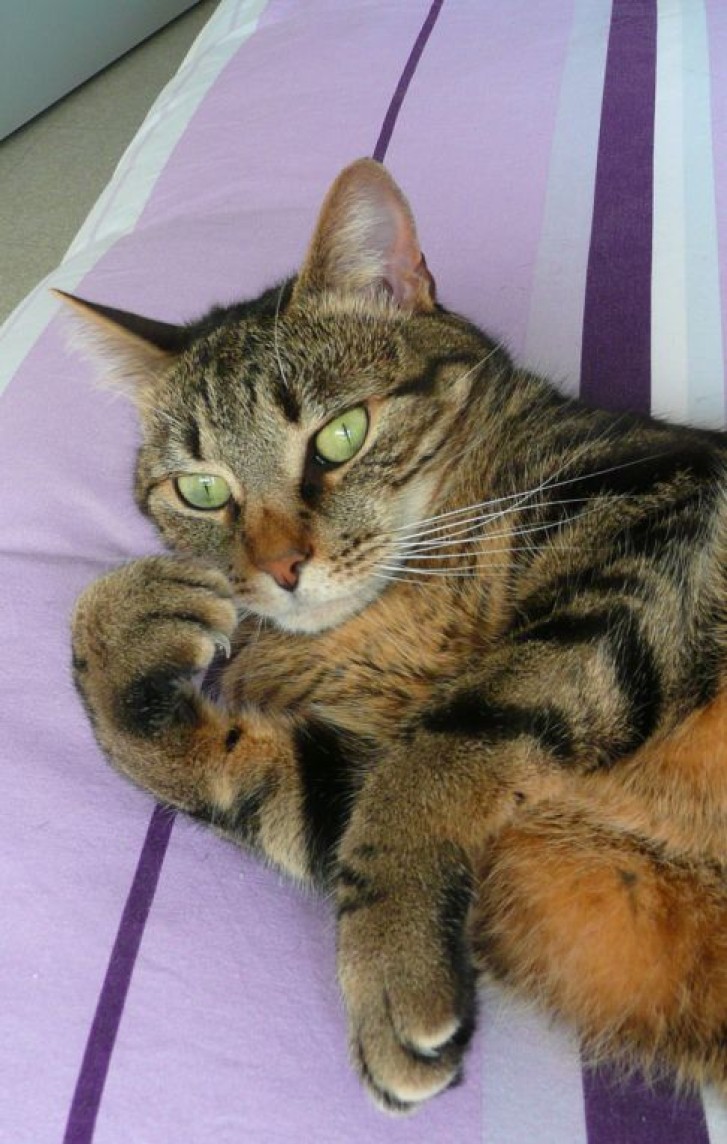 Picture of a cat / kitten / feline