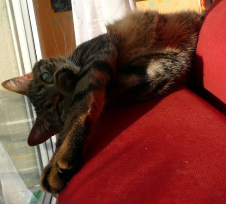 Picture of a cat / kitten / feline