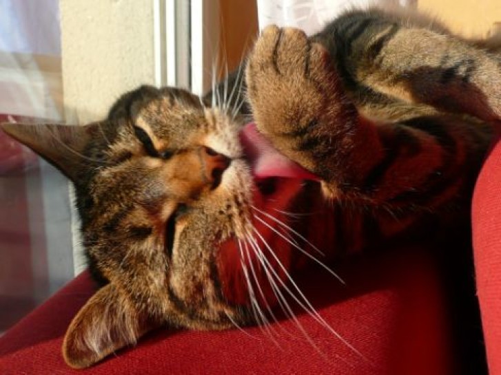 Picture of a cat / kitten / feline