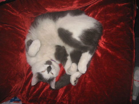 Picture of a cat / kitten / feline