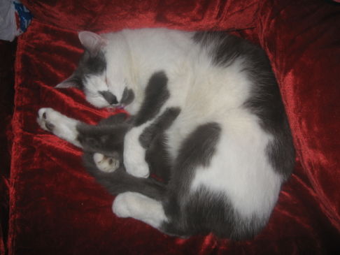 Picture of a cat / kitten / feline