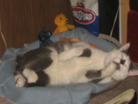 Picture of a cat / kitten / feline