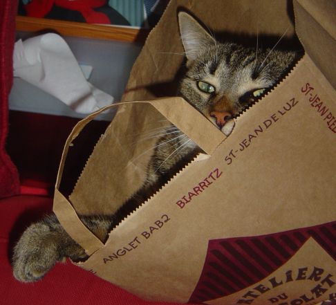 Picture of a cat / kitten / feline