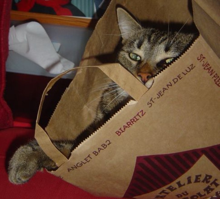 Picture of a cat / kitten / feline