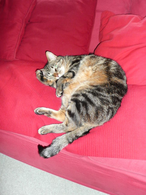 Picture of a cat / kitten / feline