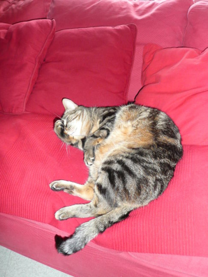 Picture of a cat / kitten / feline