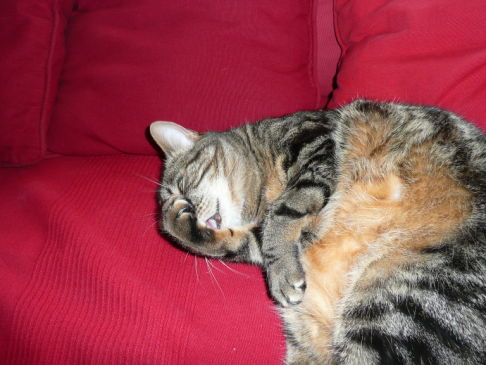 Picture of a cat / kitten / feline