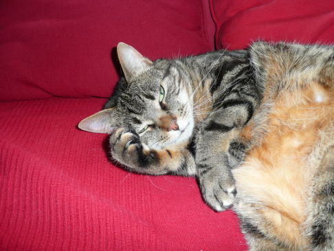 Picture of a cat / kitten / feline