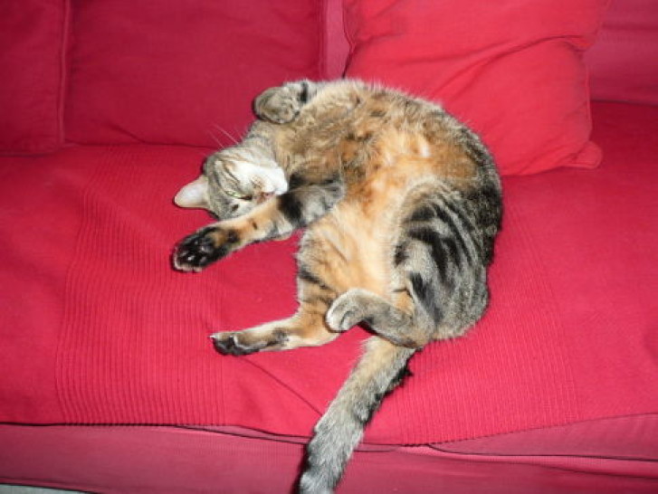 Picture of a cat / kitten / feline