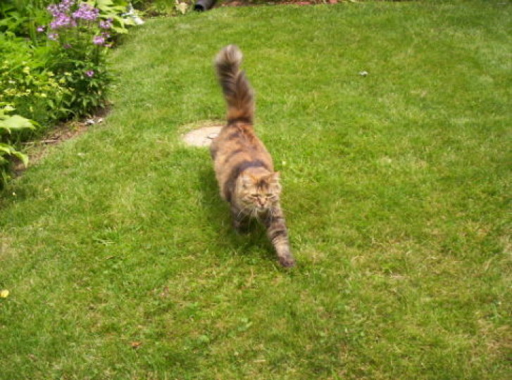 Picture of a cat / kitten / feline