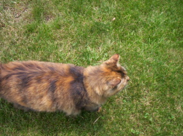 Picture of a cat / kitten / feline