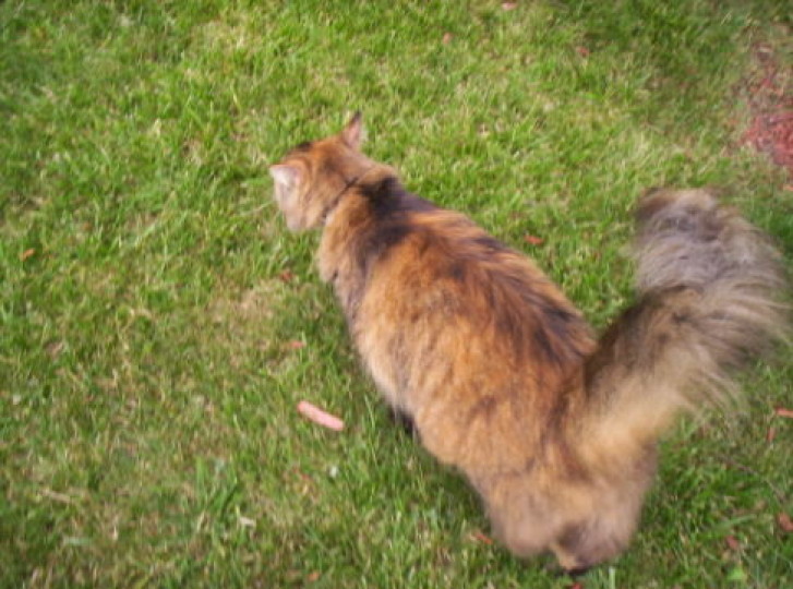 Picture of a cat / kitten / feline