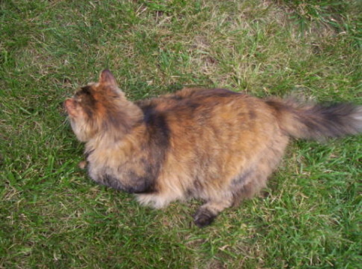 Picture of a cat / kitten / feline