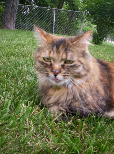 Picture of a cat / kitten / feline