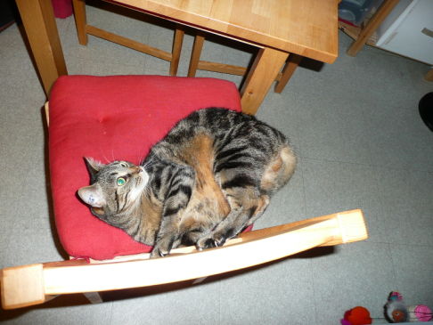 Picture of a cat / kitten / feline