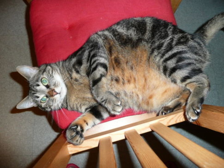 Picture of a cat / kitten / feline