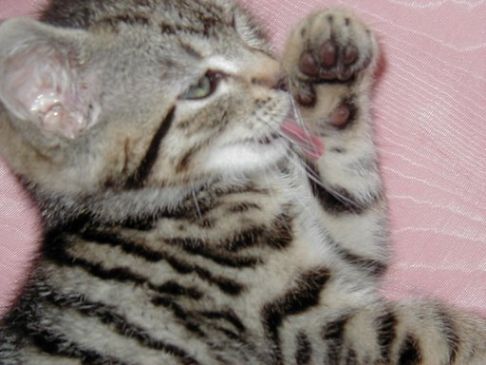 Picture of a cat / kitten / feline