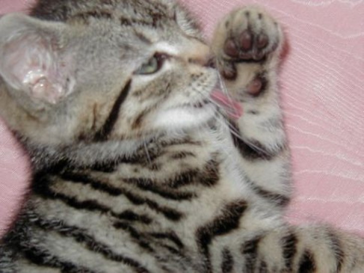 Picture of a cat / kitten / feline