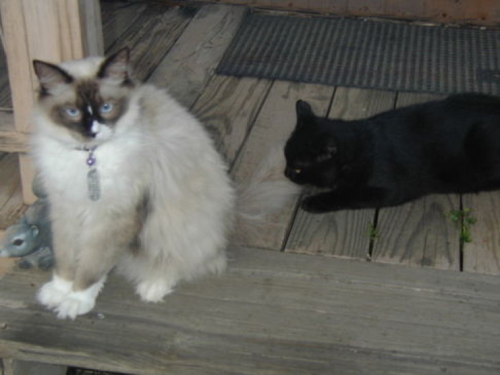 Picture of a cat / kitten / feline