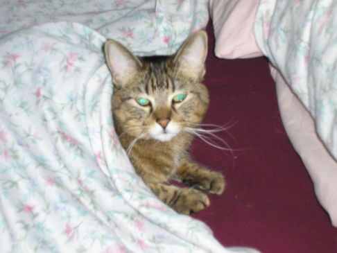 Picture of a cat / kitten / feline