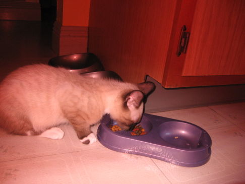 Picture of a cat / kitten / feline