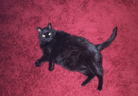 Picture of a cat / kitten / feline