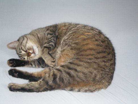 Picture of a cat / kitten / feline