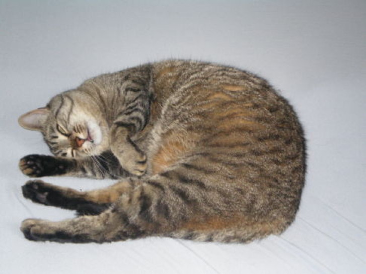 Picture of a cat / kitten / feline