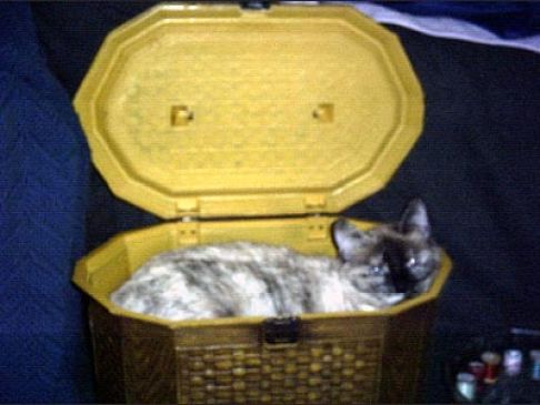 Picture of a cat / kitten / feline