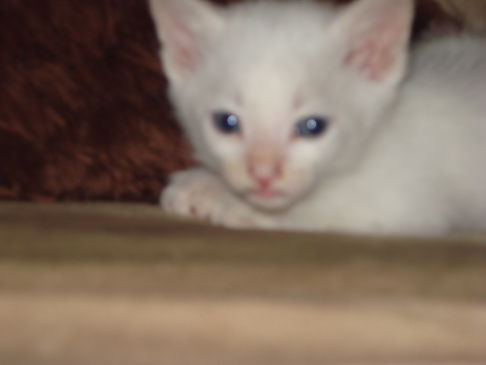 Picture of a cat / kitten / feline